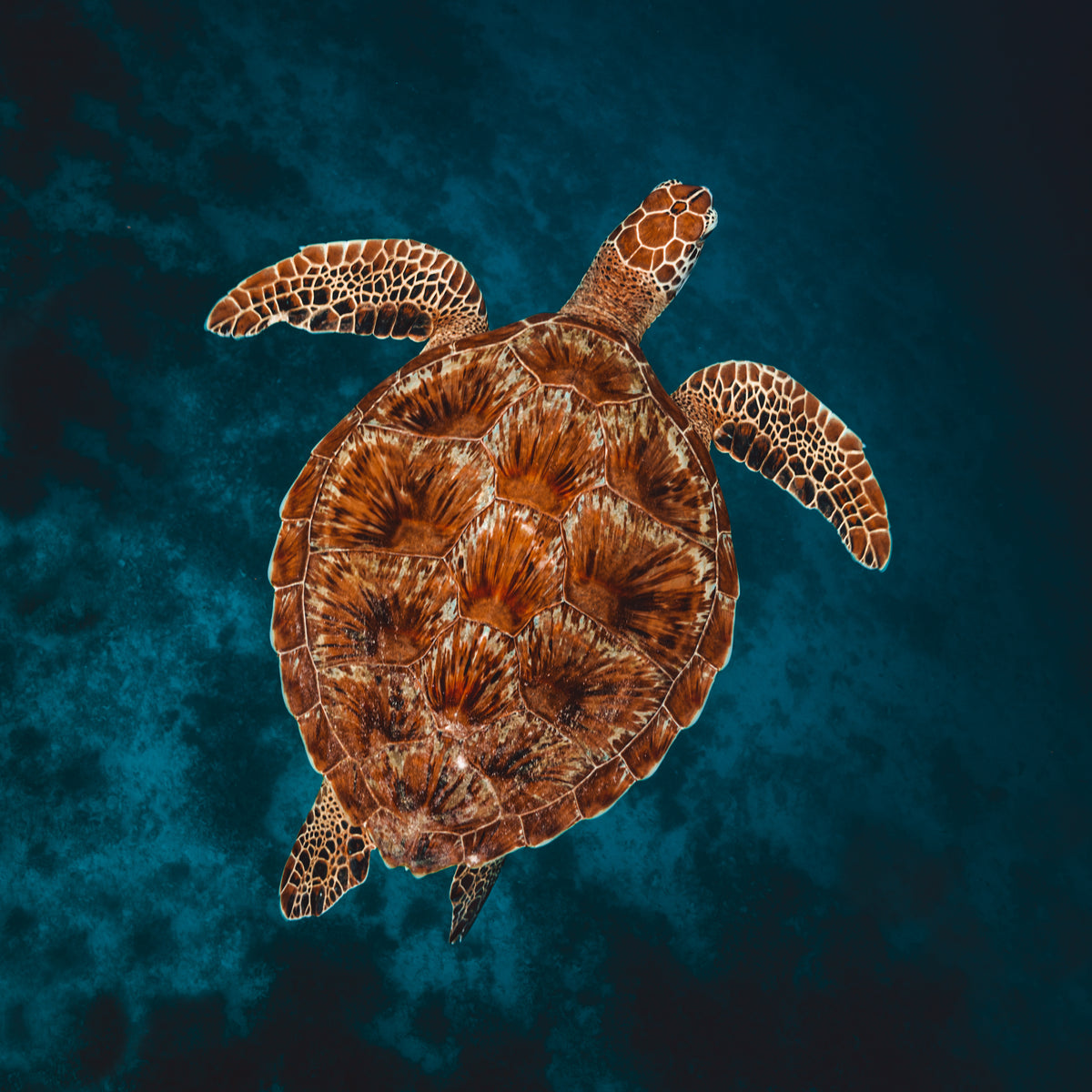 Dynamic Bali: a journey of energy, nature, and discovery