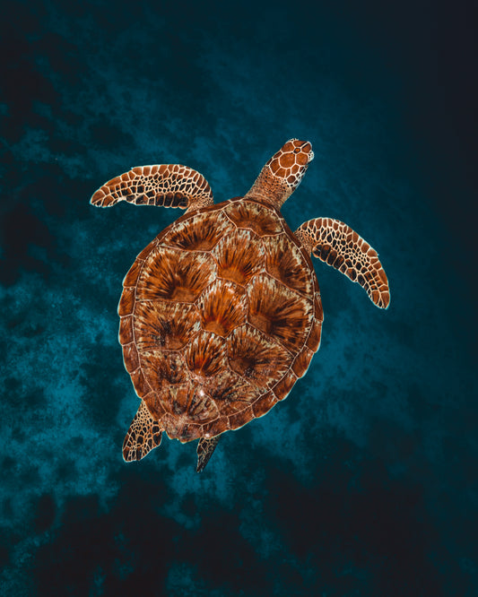 Dynamic Bali: a journey of energy, nature, and discovery