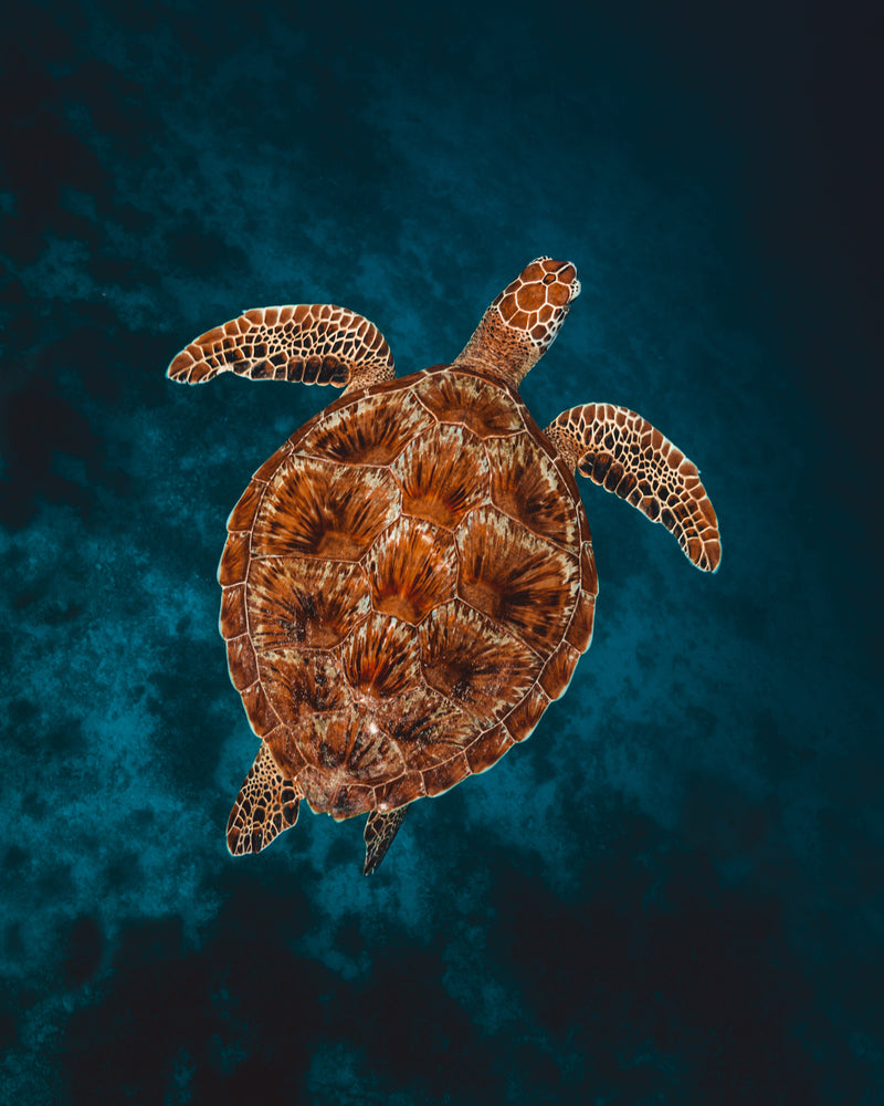 Dynamic Bali: a journey of energy, nature, and discovery