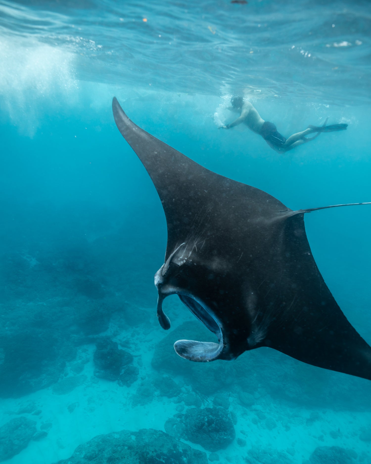 Image with text section